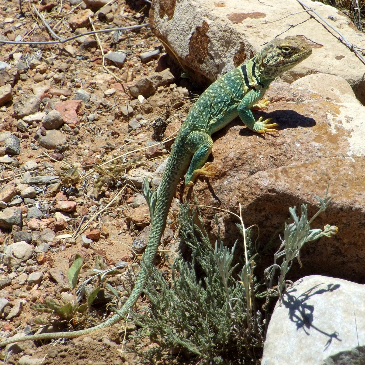 Fauna and Flora at Franklin Mountains State Park, El Paso, Texas